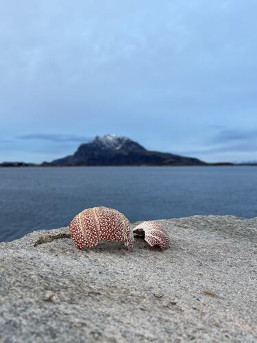 Vårstemning med kråkebolle og Dønnamannen. (Foto: Lisbeth Larsen)