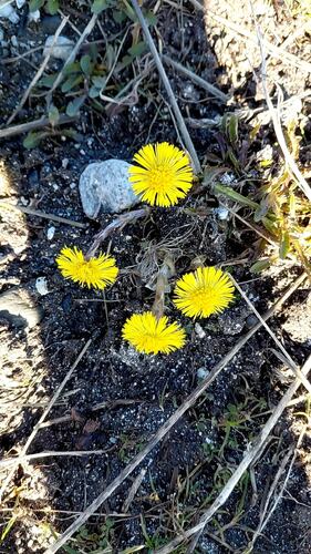 Tidlig vårblomster. (Foto: Kristin Grande)