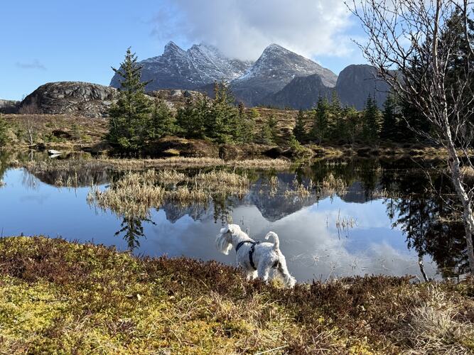 Endelig vår på Herøy. (Foto: Janne Kværne)