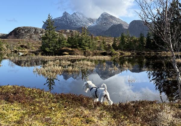 Endelig vår på Herøy. (Foto: Janne Kværne)