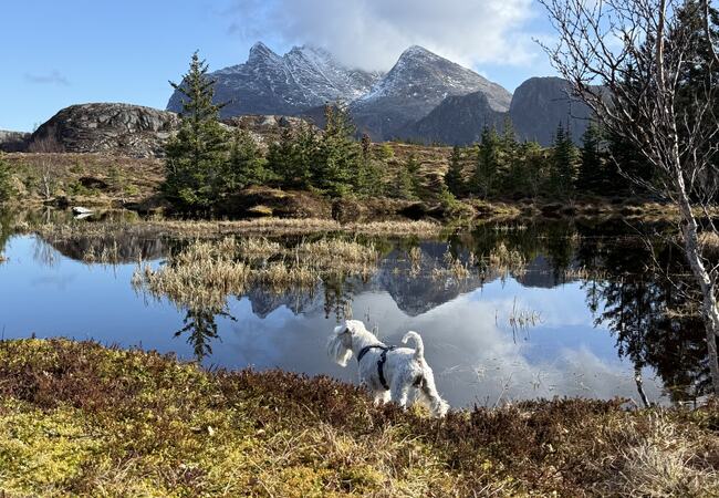 Endelig vår på Herøy. (Foto: Janne Kværne)