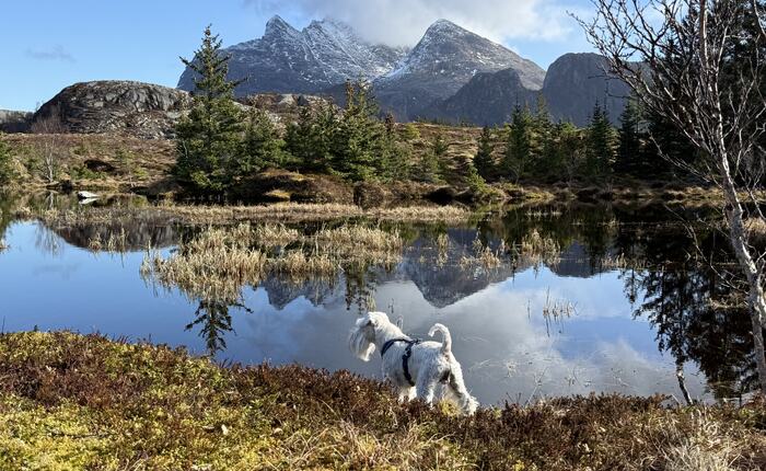 Endelig vår på Herøy. (Foto: Janne Kværne)