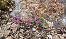 Vårtegn på Brasøy. (Foto: Brit Albertsen) null