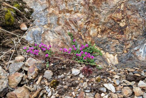 Vi gratulerer Brit Albertsen med seieren i fotokonkurransen for mars 2026, med bildet hun har gitt tittelen «Vårtegn på Brasøy».