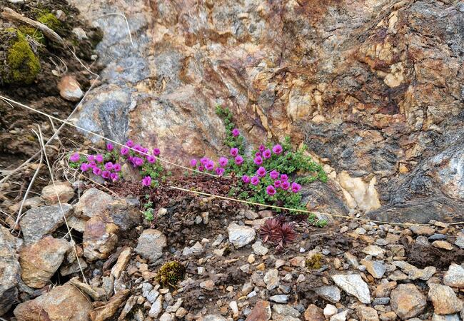 Vårtegn på Brasøy. (Foto: Brit Albertsen) null