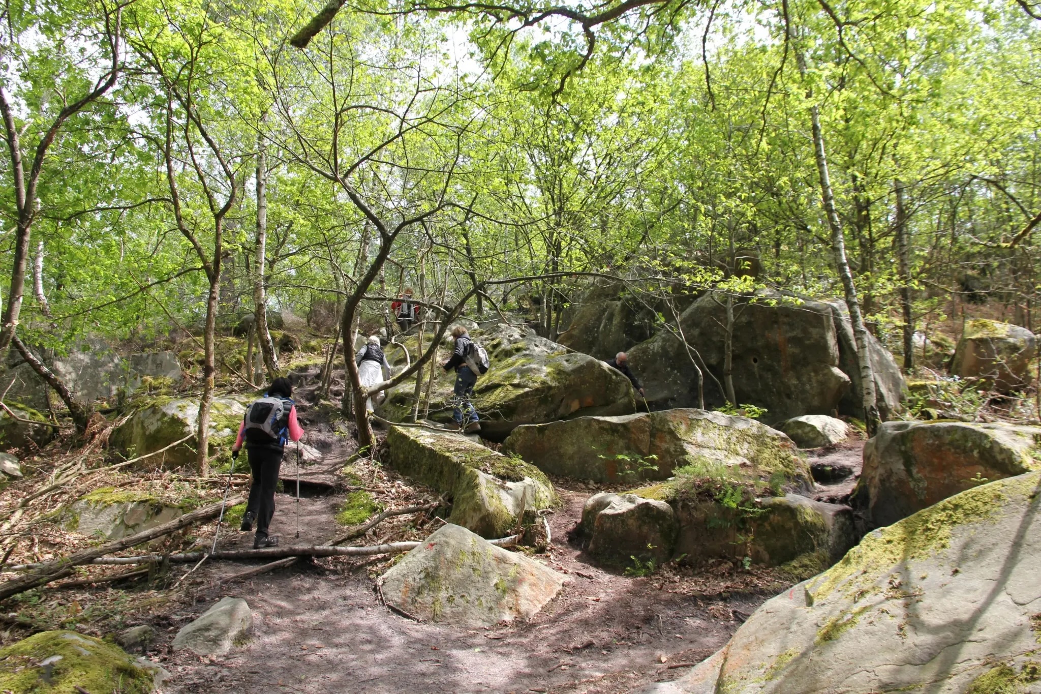 FORET FONTAINEBLEAU.jpg