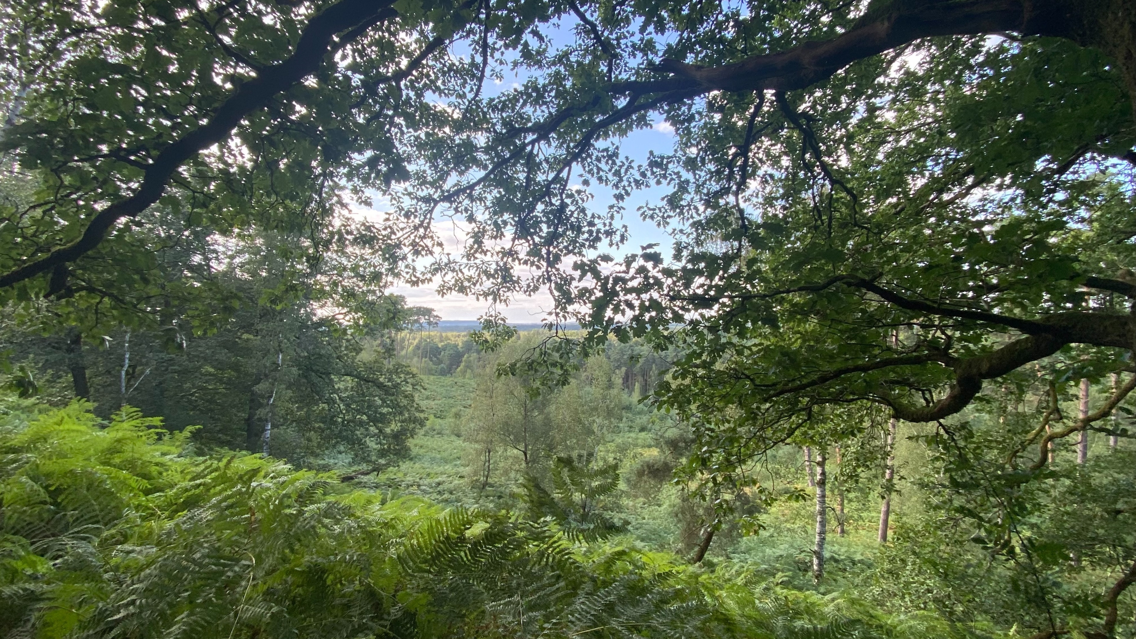 FORET RAMBOUILLET.jpg