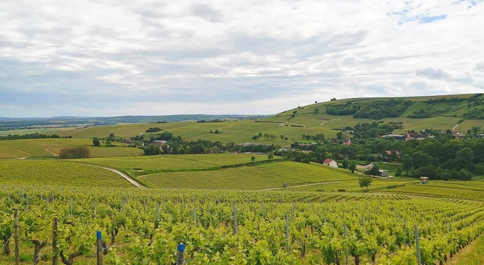 vignobles menetou.jpg