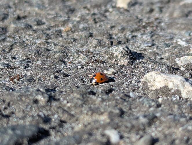 Mari på tur. (Foto: Arild-Bjørn Solvang)
