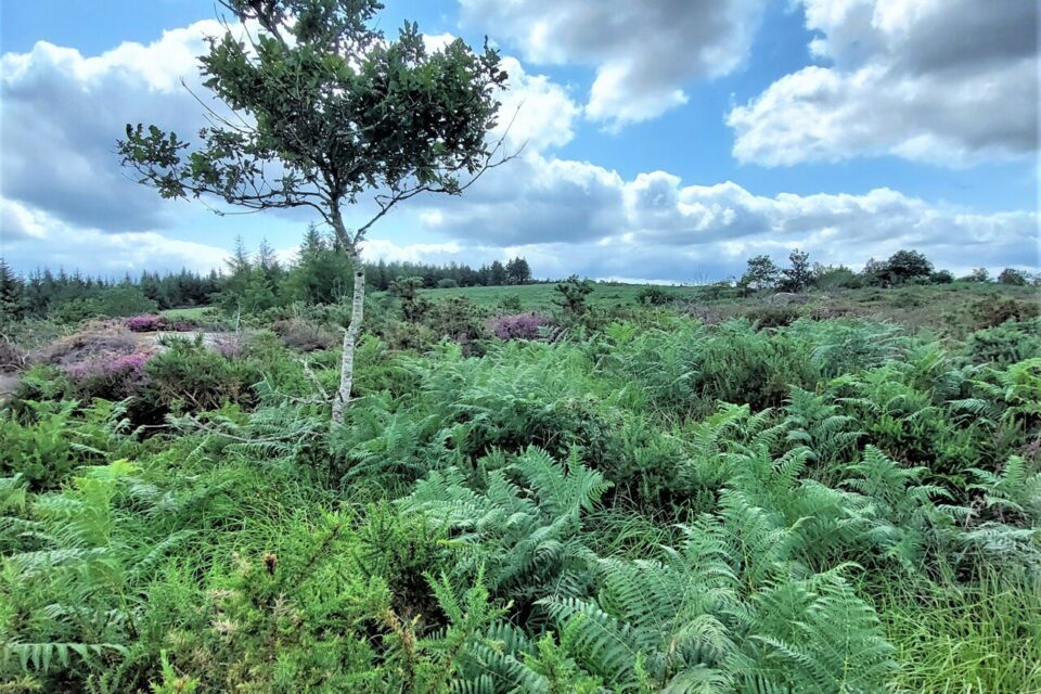 landes de Locarn.jpg
