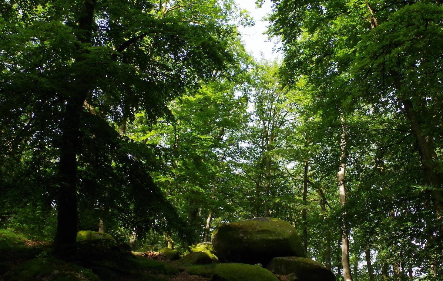 Foret de Chabrieres.jpg