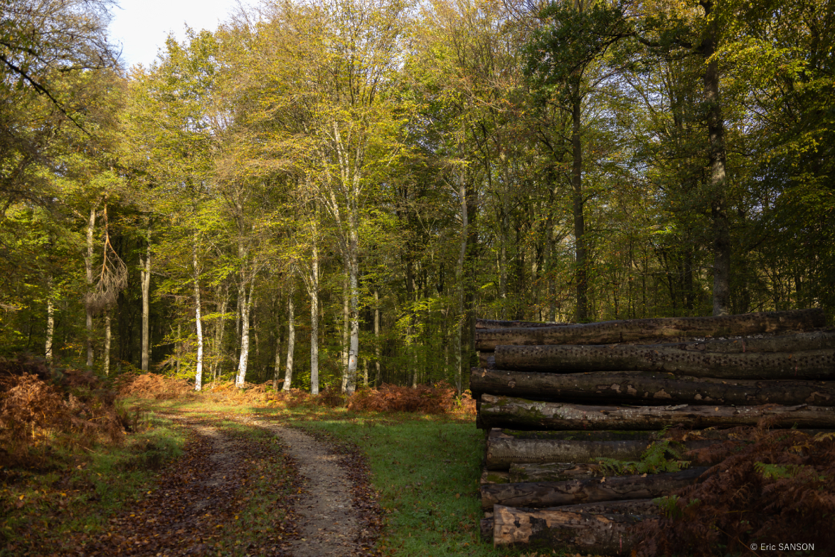 Forêt de Brotonne