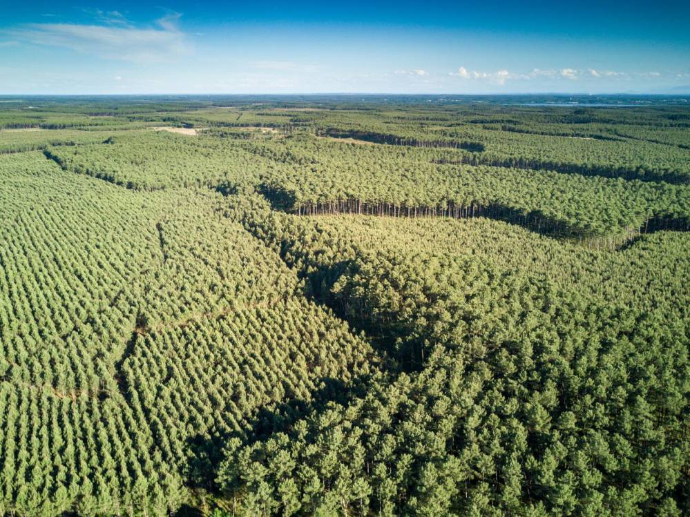 Foret des Landes Girondines.jpg