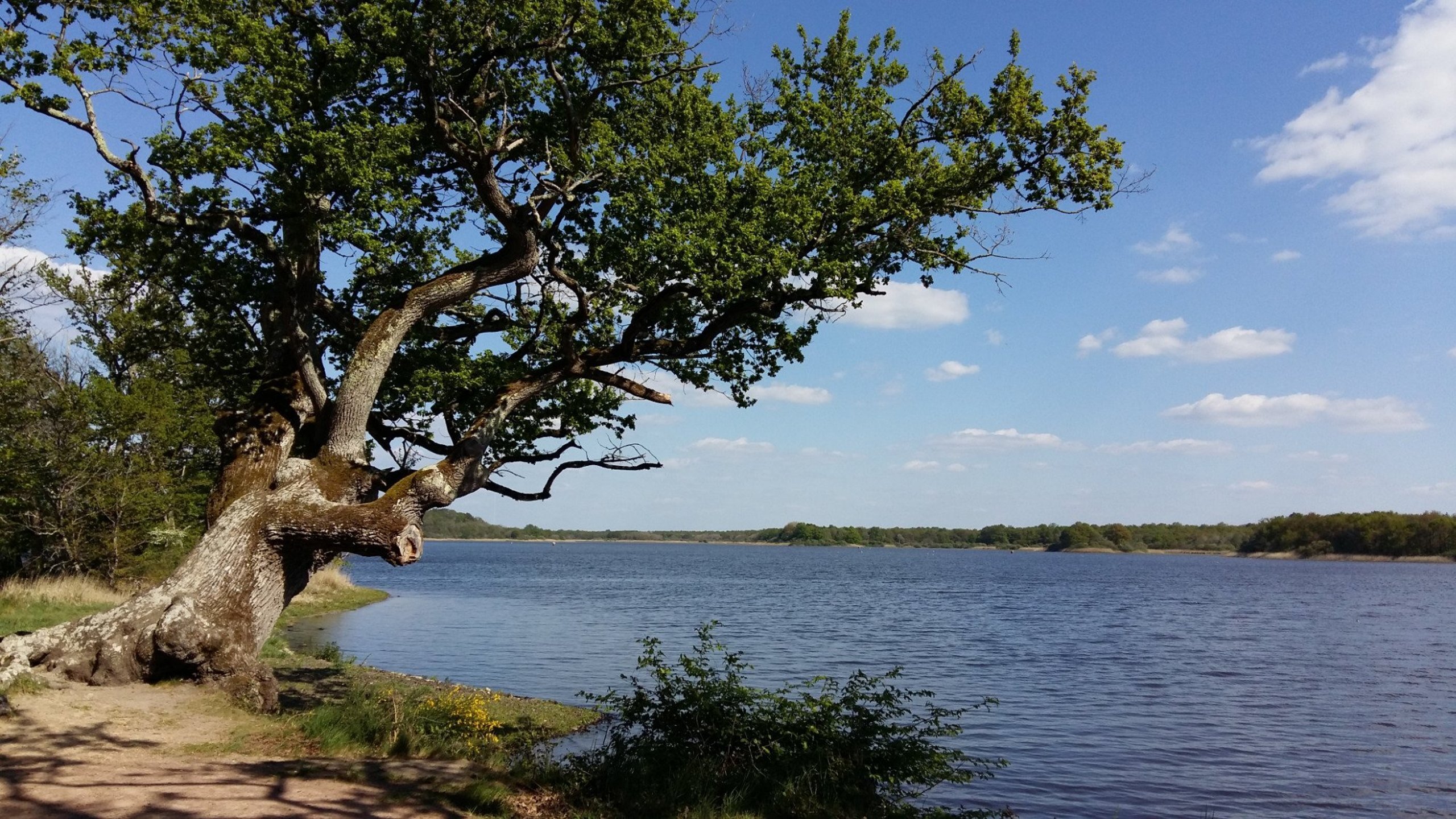 Etang de la Brenne.jpg