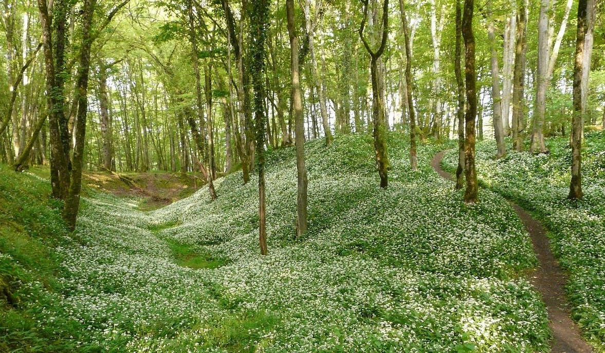 Foret de Chateauroux.jpg