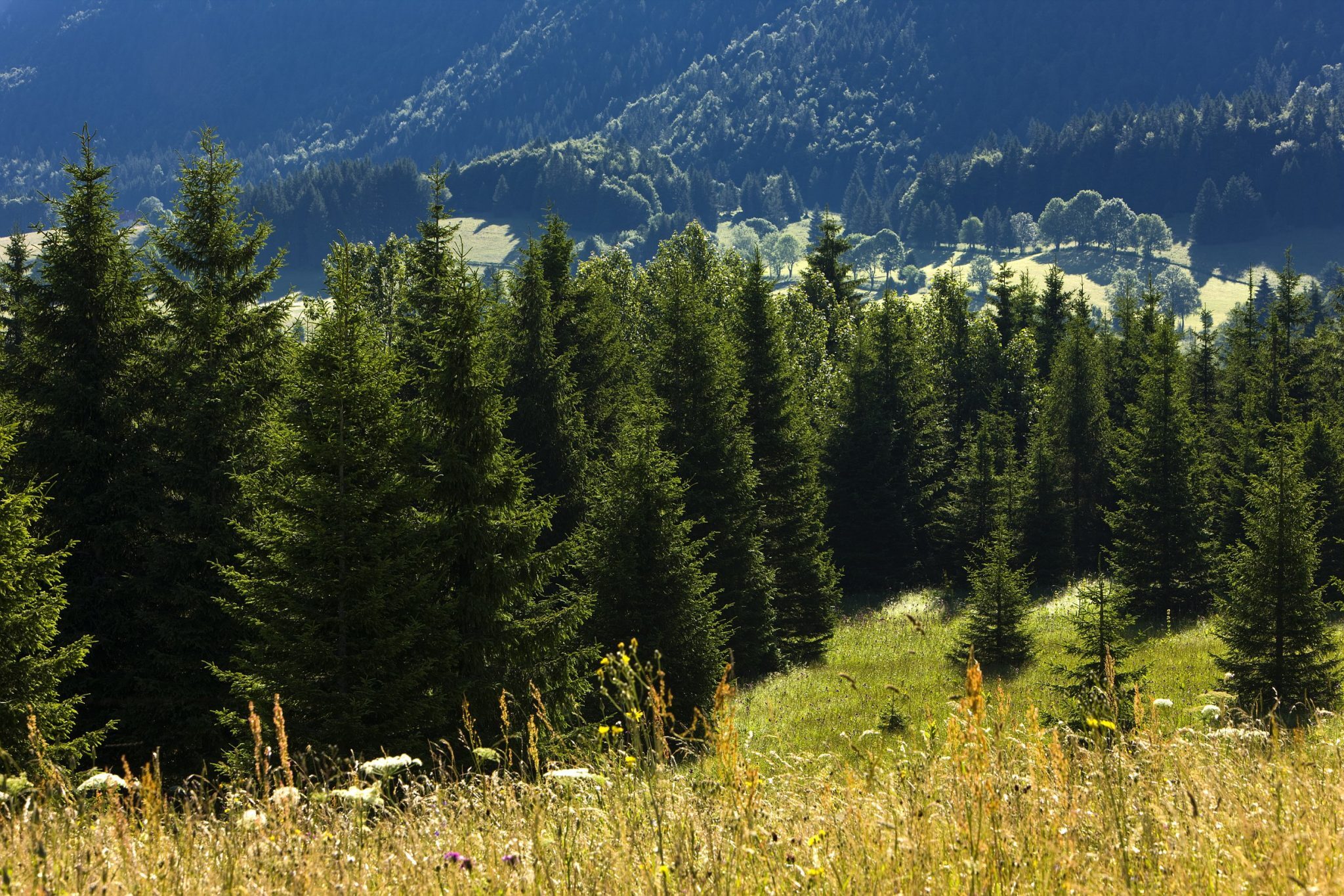 Foret de la Joux.jpg