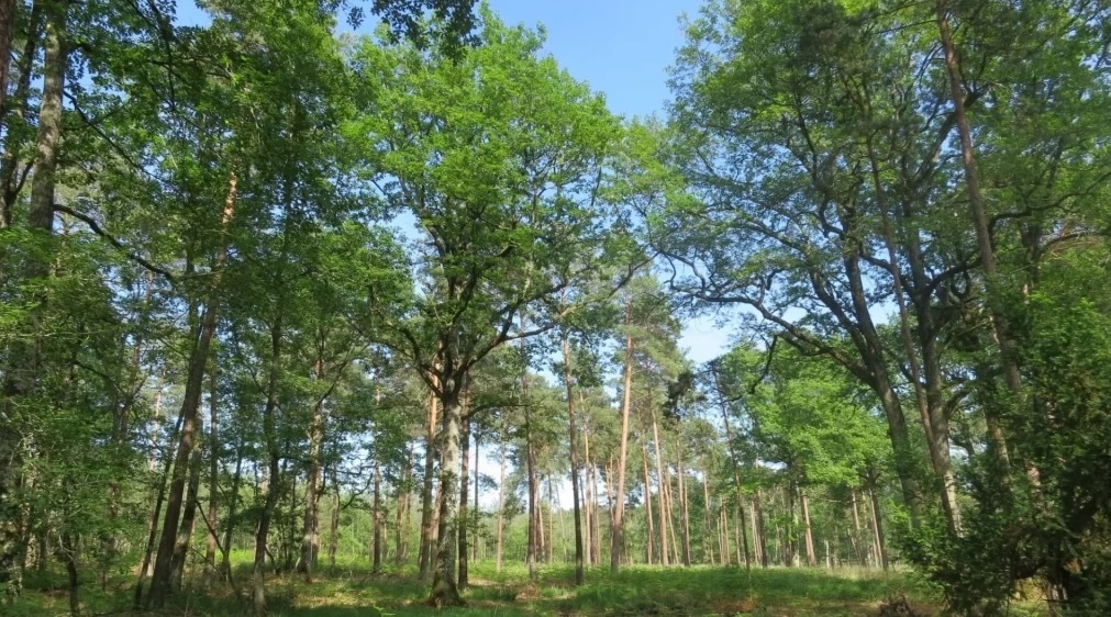 Foret Orleans.jpg