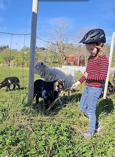 Lily mater lammene med løvetann. (Foto Kirsti Karlsen)