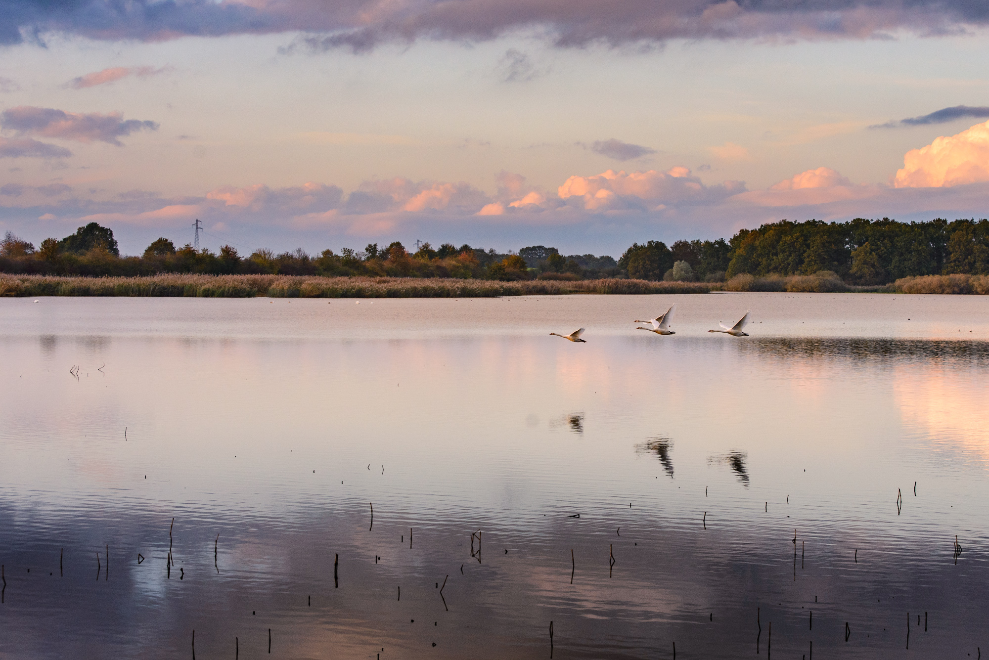 Lac du Der.jpg