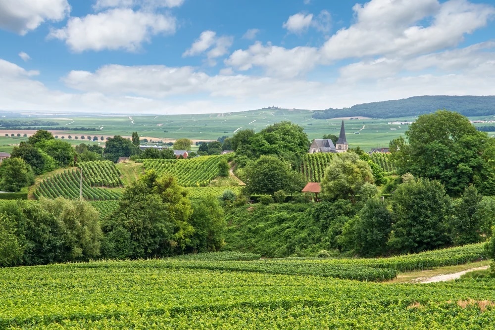 Cote des Blancs.jpg