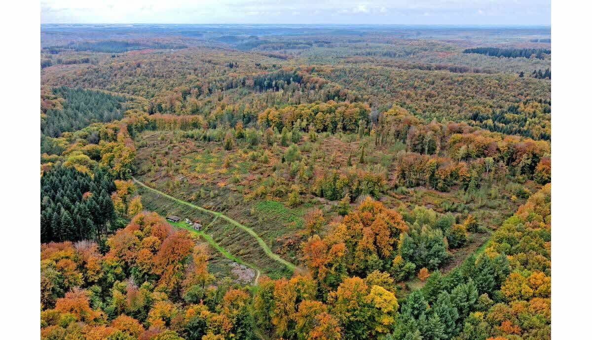 Foret Argonne.jpg