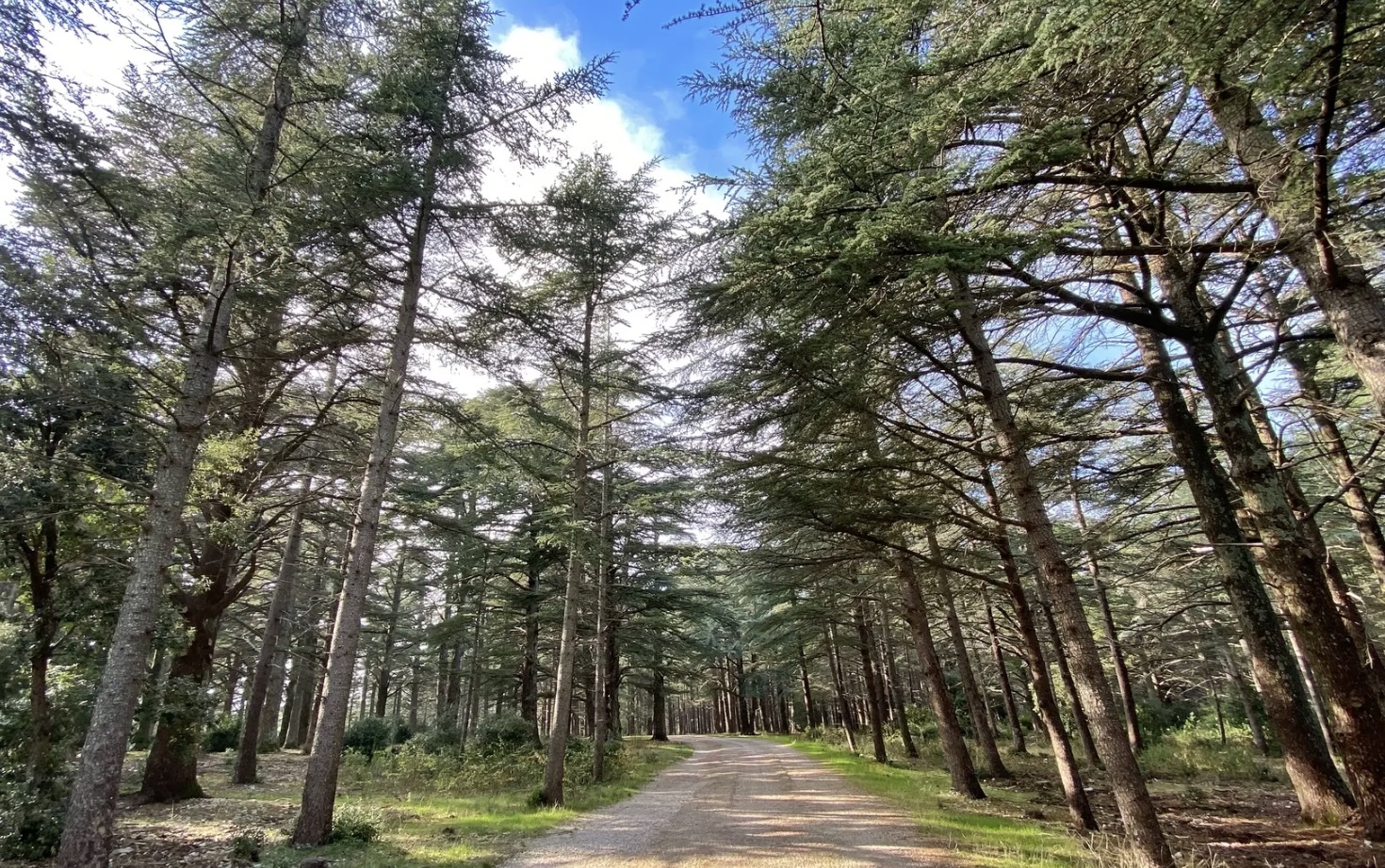 Foret des Cèdres Bonnieux.jpg