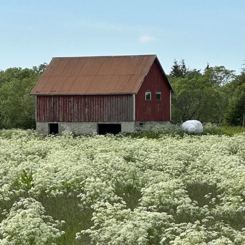 Deilig varm junikveld med sommerdufter. (Foto: Tone Evelyn Hansen)