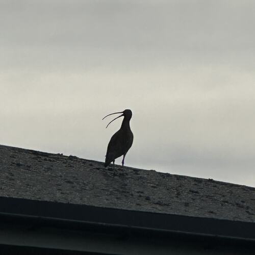 Gåsbuen nyter sommervarmen. (Foto: Tone Evelyn Hansen)