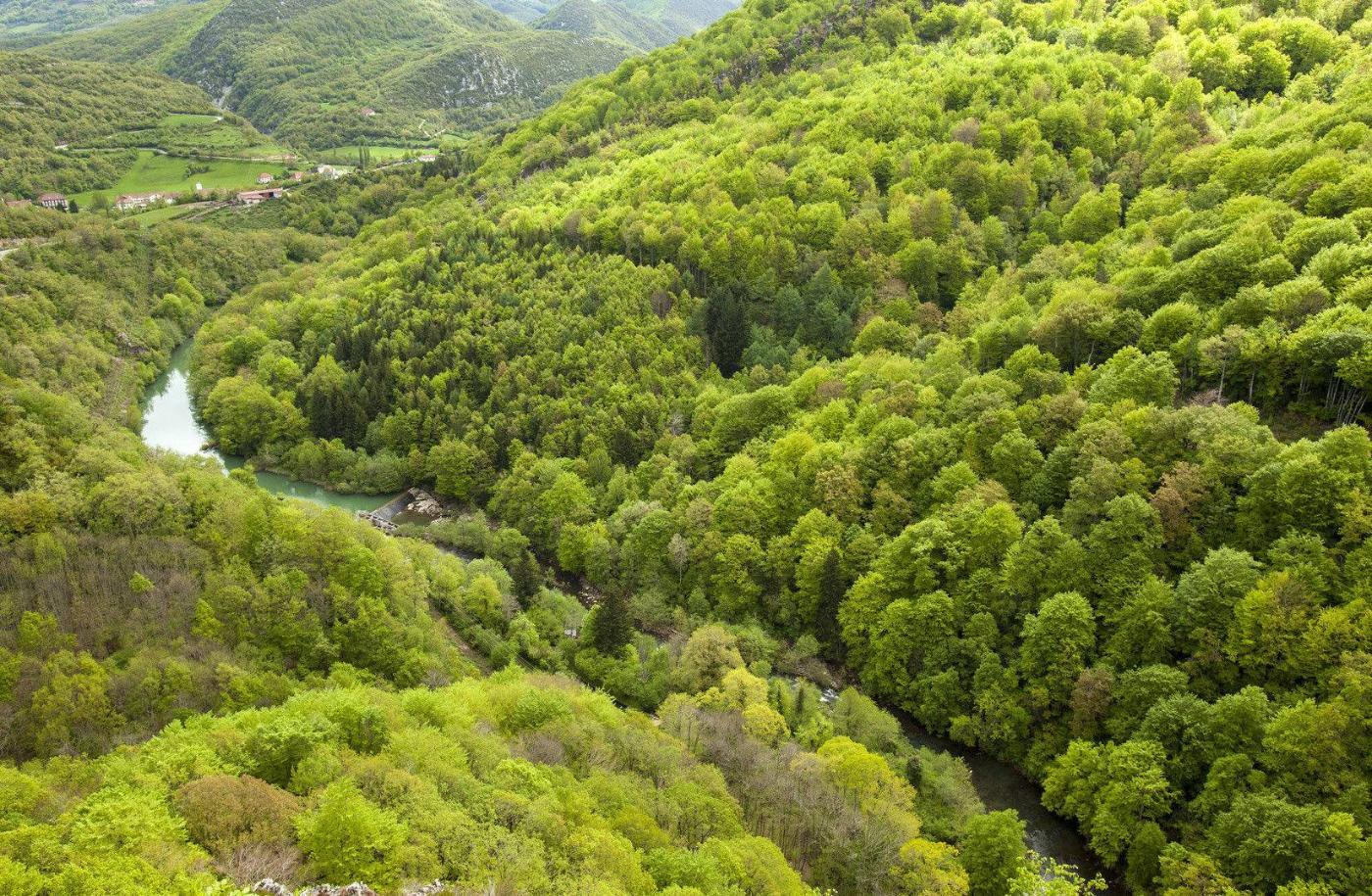 Foret Iraty.jpg