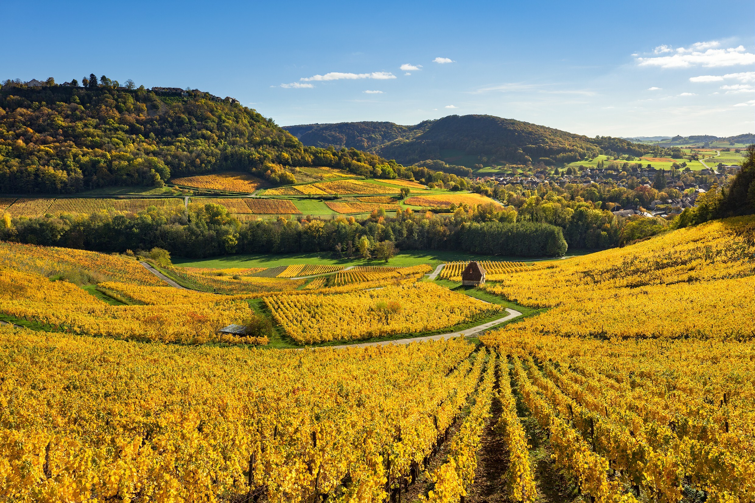 Vignoble Chateau Chalon.jpg
