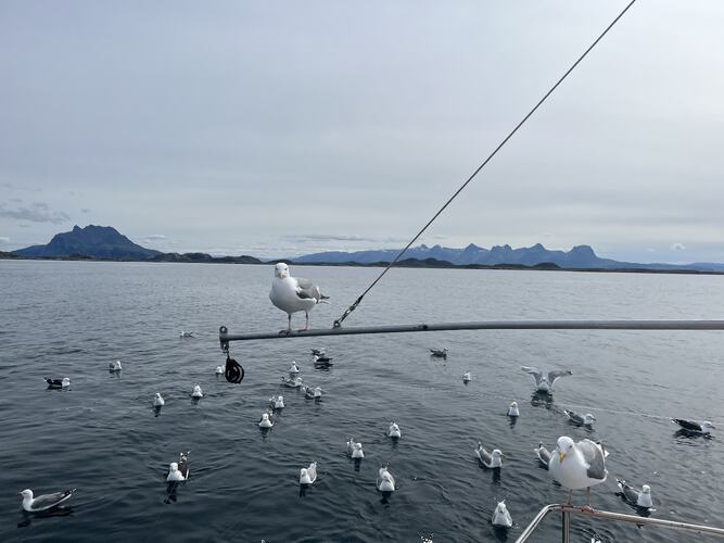 Måkesamling. (Foto: Harry Nilssen)