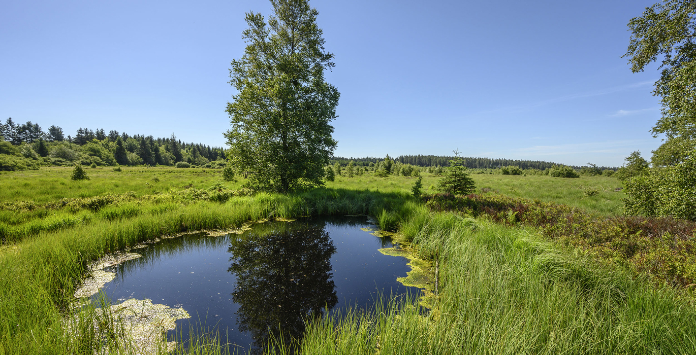 Marais Elsenborn.jpg