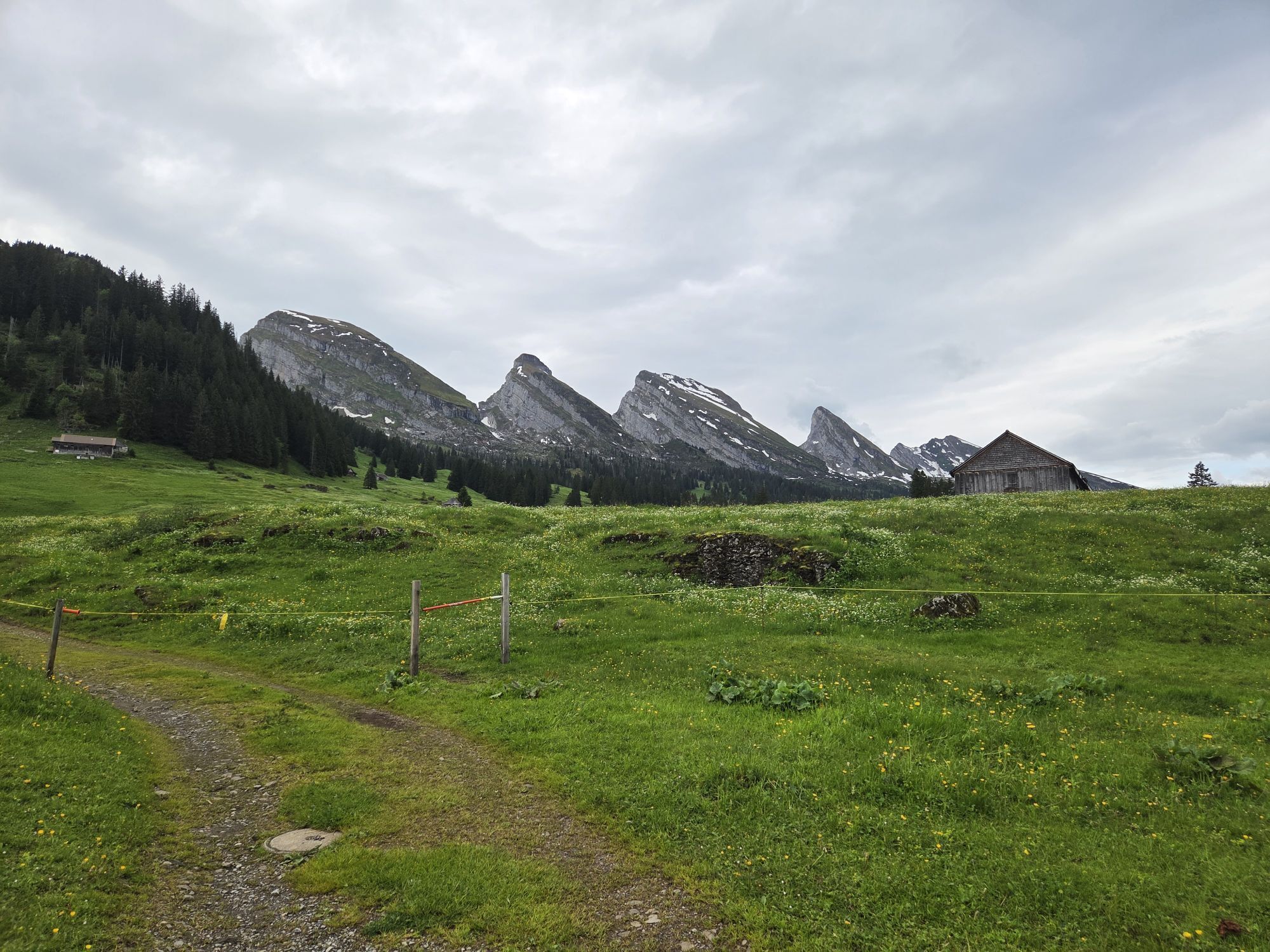 Brisi Toggenburg.jpg