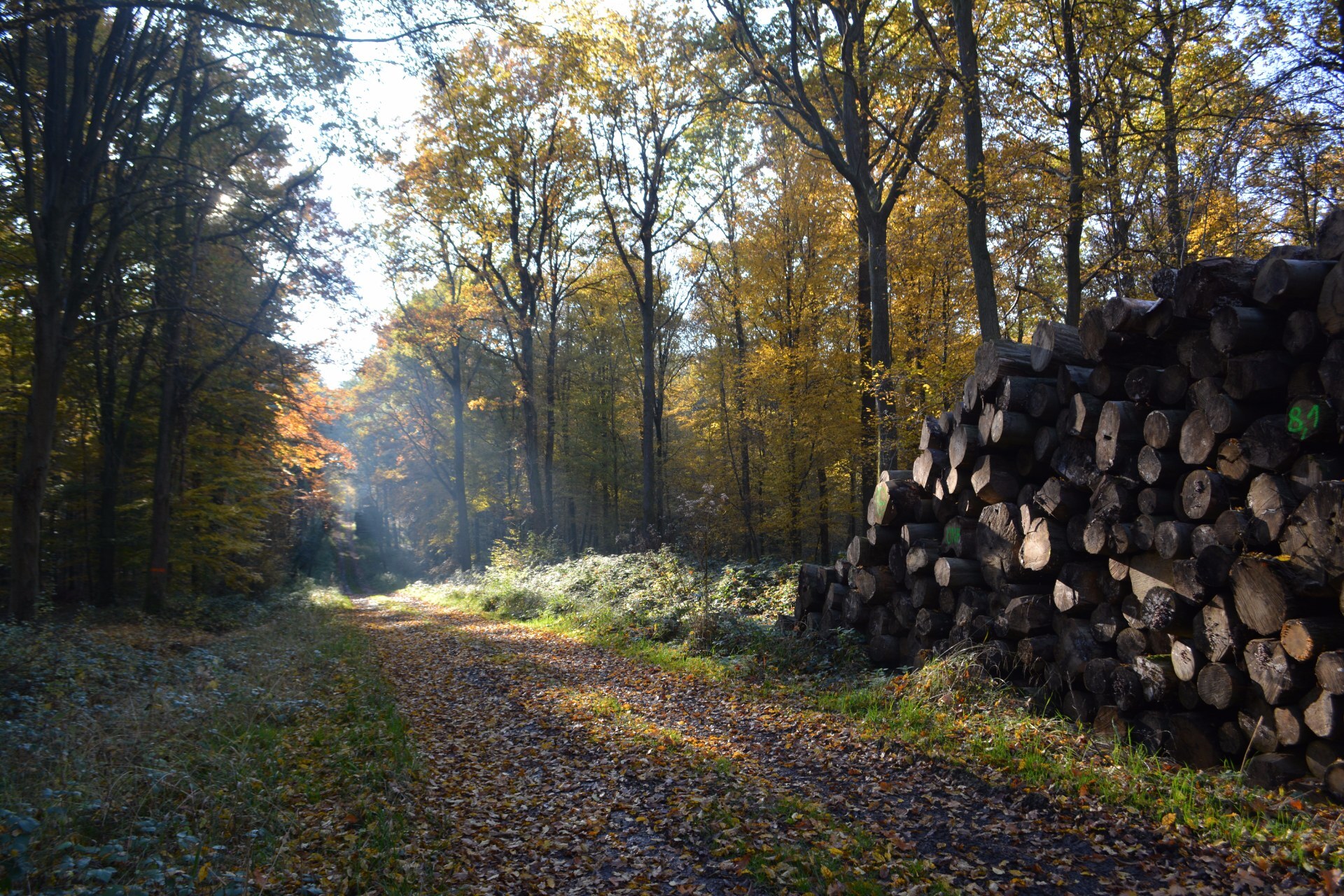 Foret de Mormal.jpg