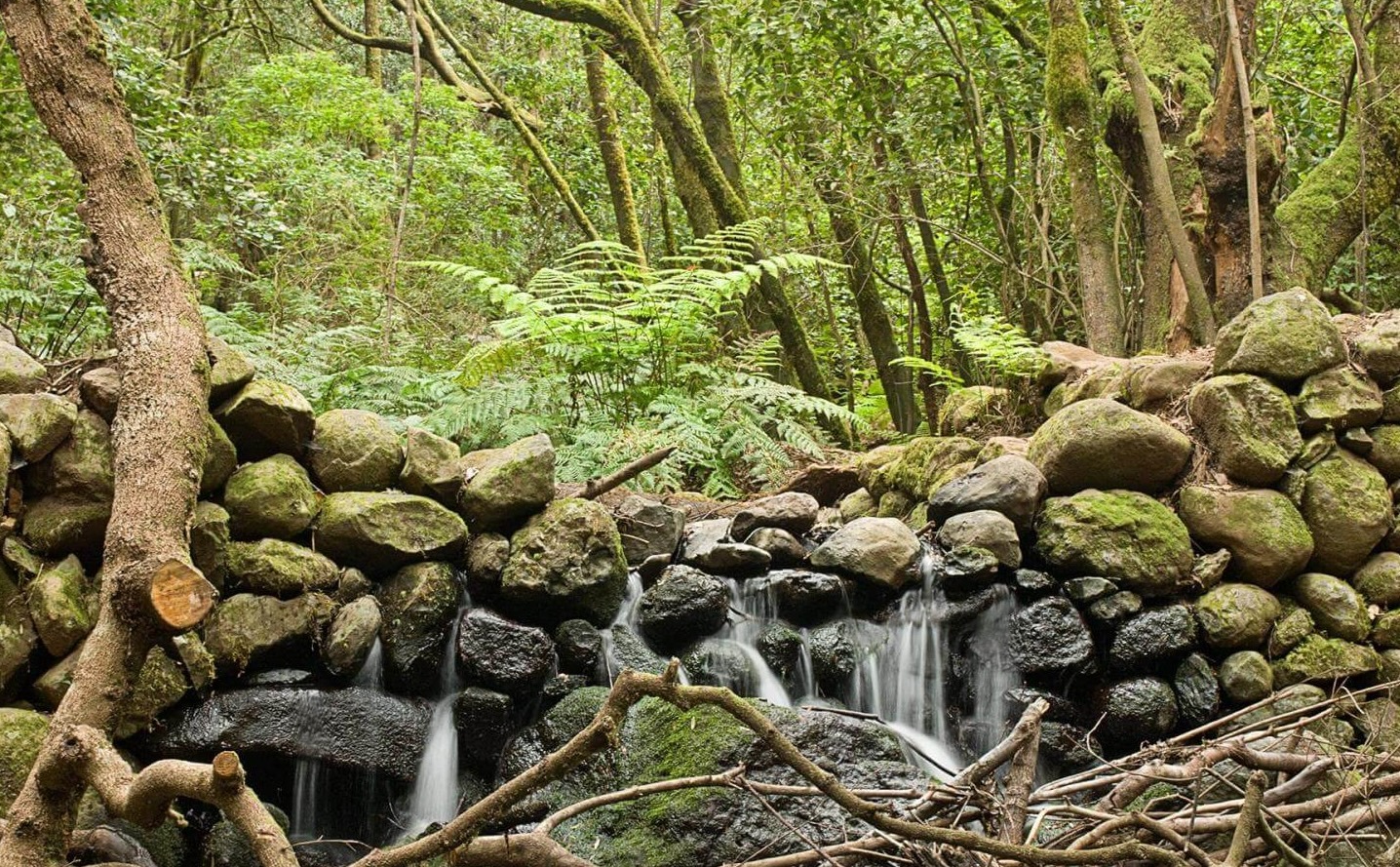 El Cedro.jpg