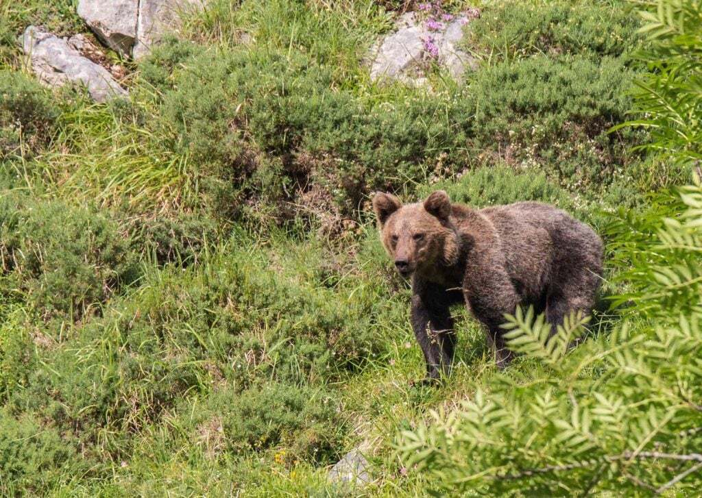 sentier de l\'Ours.jpg