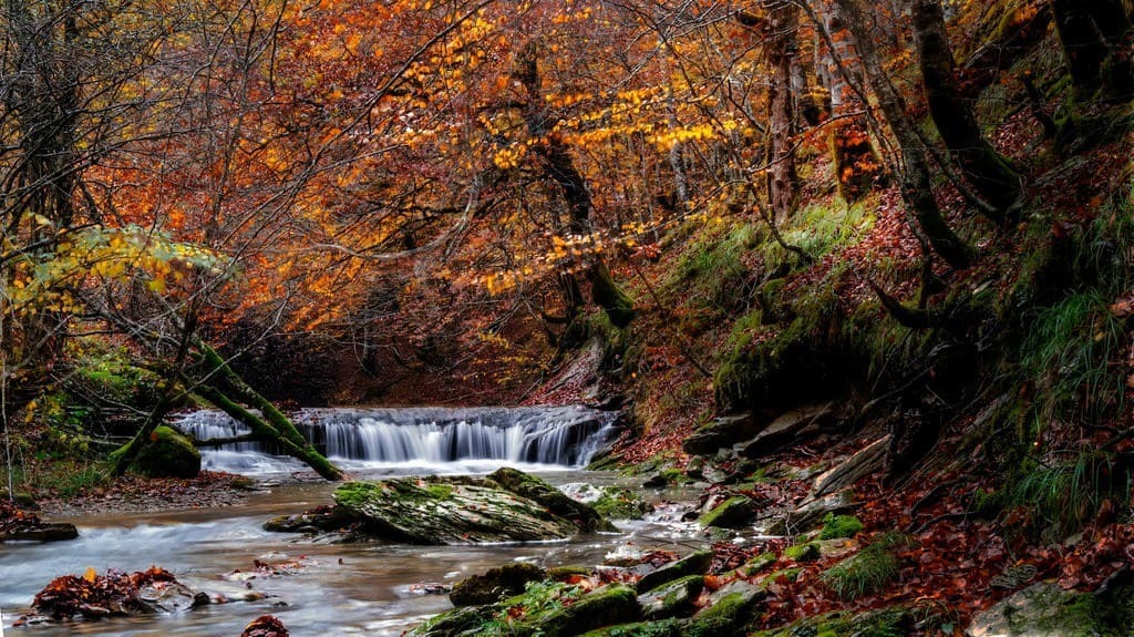 Selva de Irati.jpg