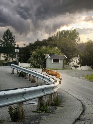 Rådyrsparng i Valsåsstubben. (Foto: Serhii Bezsmertnyi)
