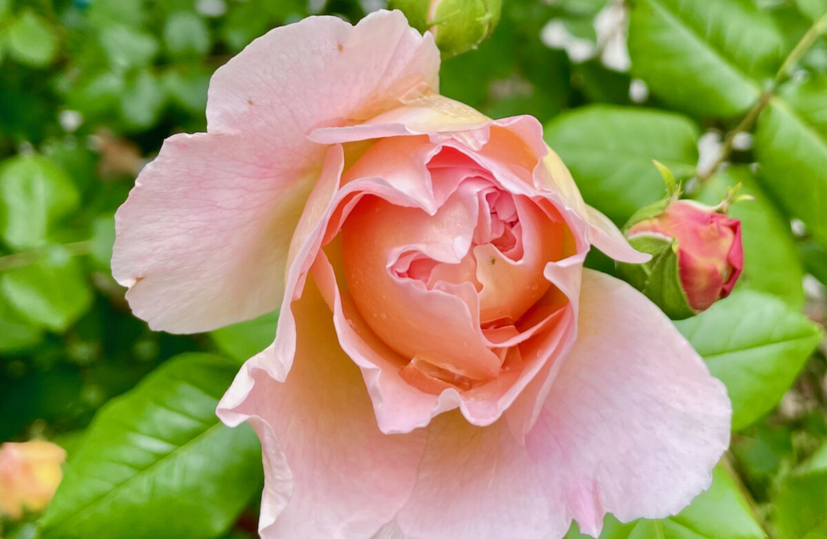 Livet er en dans på roser. Problemet er bare at vi har glemt at en rose består av både kronblader og torner, skriver Glenn A. Hole. Foto: Torbjørn Vinje Rosa roser