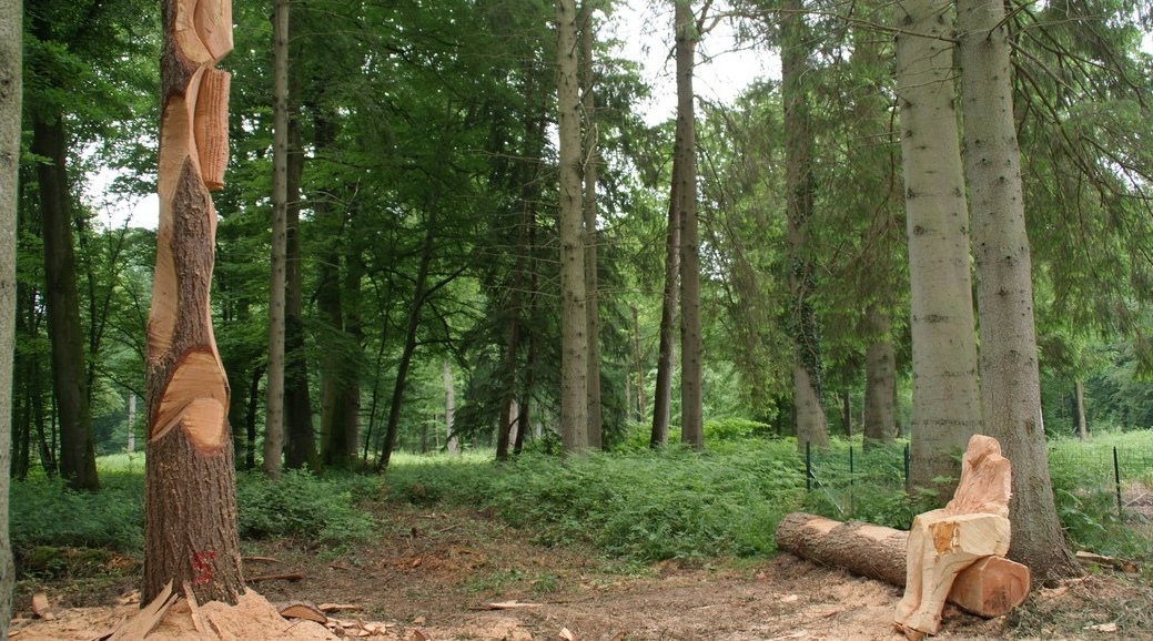Forêt de Crécy.jpg