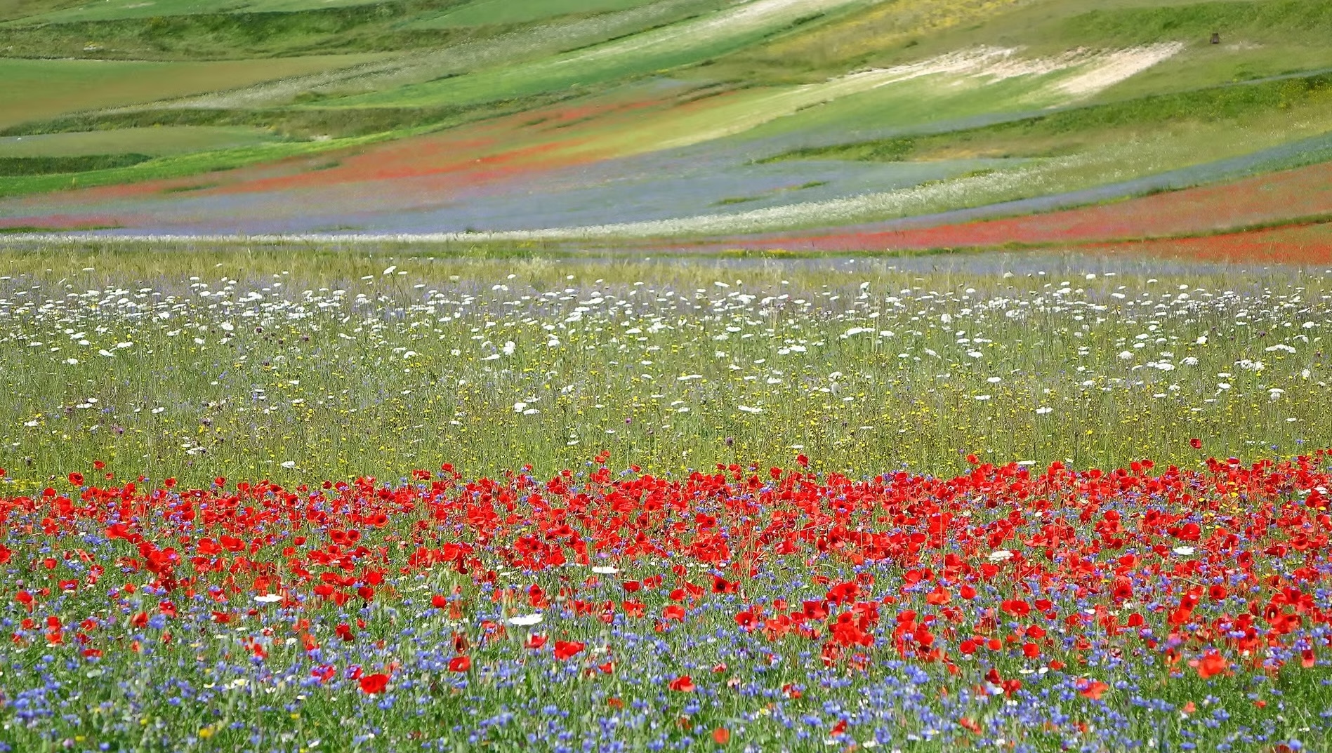 fioritura-piano-grande-umbria-italy.jpg