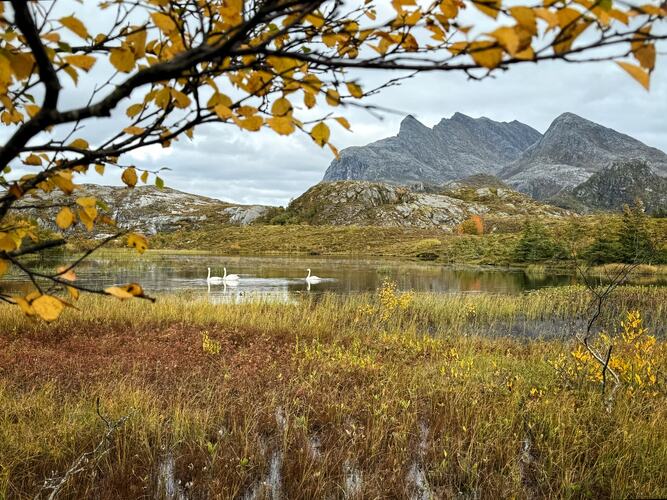 Høst på Staulen. (Foto: Janne Kværne)