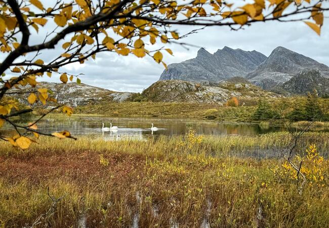 Høst på Staulen. (Foto: Janne Kværne)