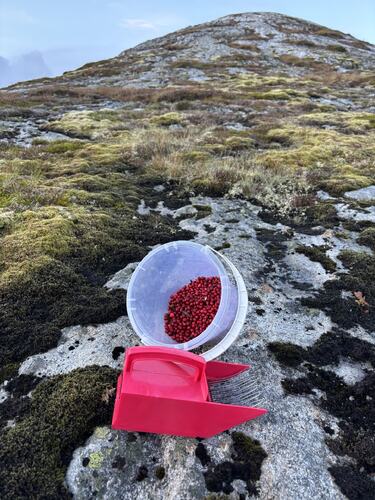 Innhøsting. (Foto: Lisbeth Larsen)