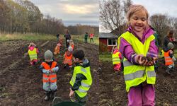 Potetopptaking på Åsvang_hoved