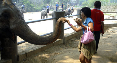 Thailand Elefant 08-05-21 Hoved_560x306