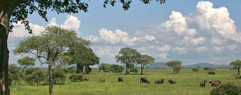 Tanzania Safari 8 dager pÃ¥sken Landskap