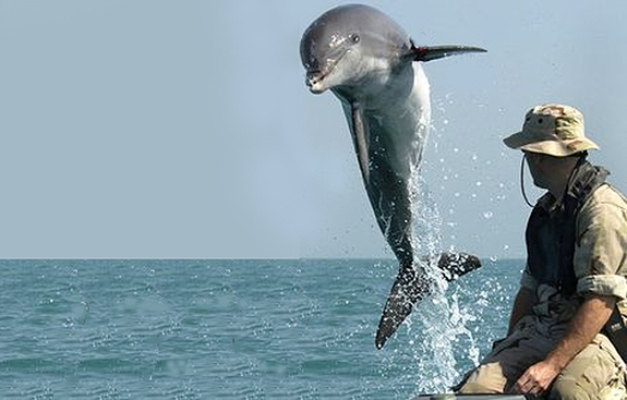Zanzibar Delfintur Utflukt 2